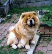 chowswho.free.fr Oshai