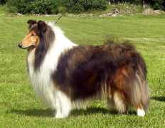 finncollies.com Oskari