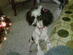 Osmely