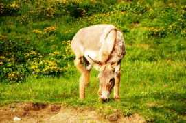 milancernicky.blog.sme.sk Osol