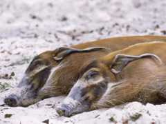 allposters.co.uk Osolinski