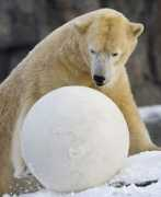 noticias24.com Osopolar