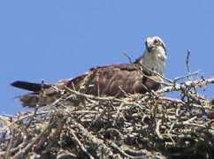 Ospreys