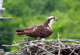 Ospreys