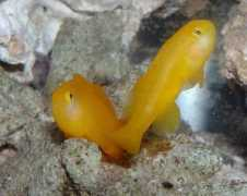 acquaportal.it Ossono