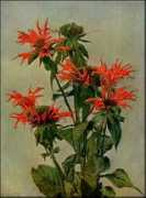 plantguide.org Oswego
