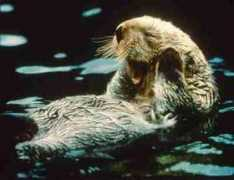 dumbbaby.net Otters