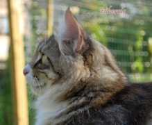 hibernia-cattery.net Ouriel