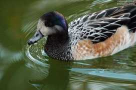 oiseaux.net Oveira