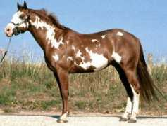 horsechannel.com Overo