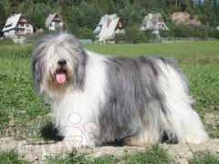europuppy.com Owczarek