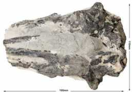sheppeyfossils.com Oweni