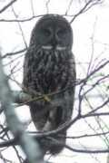 Owli