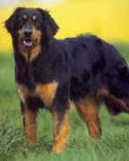 yolande.baliko.free.fr Oxane