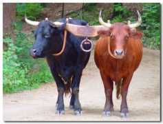 Oxen