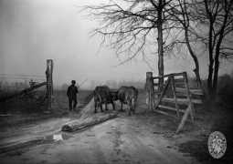 Oxen