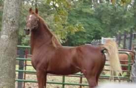 Oxie