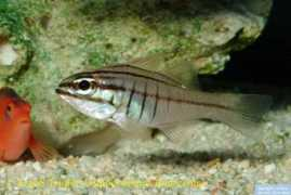 reeflex.net Oxina