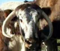 wildthingtv.net Oxon