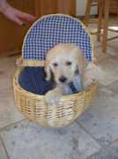 Ozzi