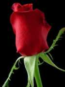 Paane
