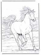 Paard