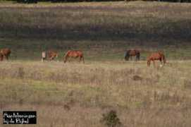 bijbelaantekeningen.nl Paarden