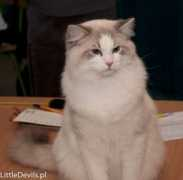 bafyra.pl Pablus