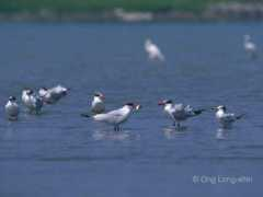 birdingintaiwan.com Pachang