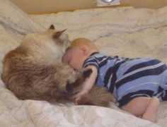 joymagicragdolls.com Pachat
