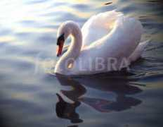 fotolibra.com Pachelle