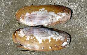 Pacic