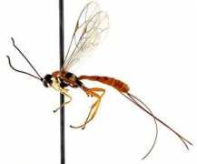 waspweb.org Pacificator