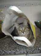 vivapets.com Pacote