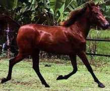 horsehome.info Padang