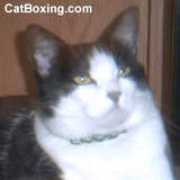 catboxing.com Padraigin