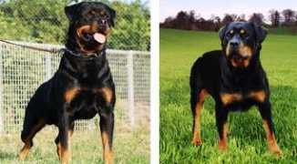 rottweilerfba.com Padres