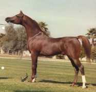 baumannhorsemanship.de Padron