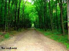 turismland.ro Padurea