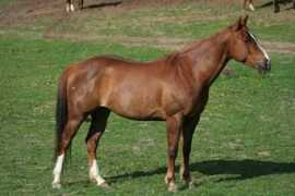 Paege