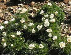 west-crete.com Paeonia