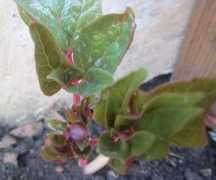 growsonyou.com Paeonia