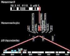 atlasgeneticsoncology.org Paep