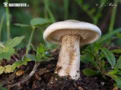 naturephoto-cz.com Paerl