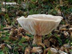 naturephoto-cz.com Paerl