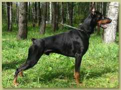 swh-dobermanns.ru Pagero