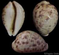 gastropods.com Pagobo