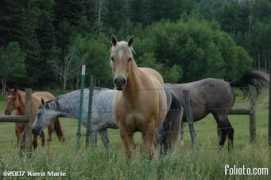 folioto.com Pagosa