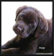 Paiige