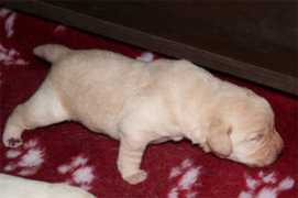 labradorzuechter.ch Paijan